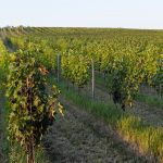 Vinohrad v Modranoch