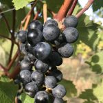 Dozretá odroda Dunaj na vinici v Modranoch