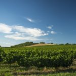 Krásne prostredie viníc v Modranoch